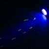 Holland Animal Care Zaklantaarn 5-led UV Black Light 1 Holland Animal Care Zaklantaarn 5-led UV Black Light -Isoproducts Gecertificeerd winkel 550x365 5